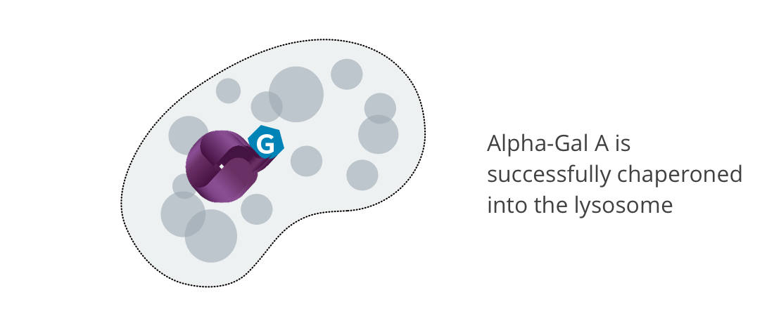 MOA | Galafold Pharmacological Chaperone